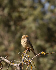 Small brown bird – Emberiza calandra perched on a lichen-covered branch, surrounded by a soft forest background. A peaceful moment in nature captured with warm, natural lighting.