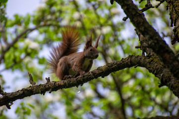 squirrel on a tree