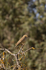 Small brown bird – Emberiza calandra perched on a lichen-covered branch, surrounded by a soft forest background. A peaceful moment in nature captured with warm, natural lighting.