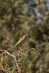 Small brown bird – Emberiza calandra perched on a lichen-covered branch, surrounded by a soft forest background. A peaceful moment in nature captured with warm, natural lighting.