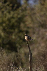 Small brown bird  — Saxicola rubetra, perched on a lichen-covered branch, surrounded by a soft forest background. A peaceful moment in nature captured with warm, natural lighting.