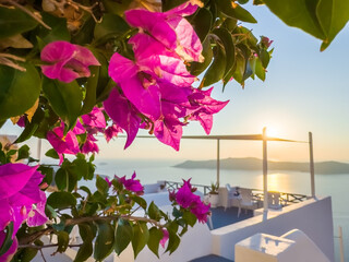Beautiful sunset at Santorini island, Greece. Blooming pink flowers on the terrace with sea view