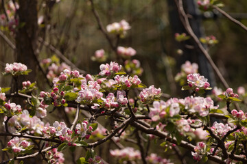 Branches filled with delicate pink and white blossoms in a spring garden. A beautiful and vibrant scene capturing the early bloom of fruit trees in soft natural light.
