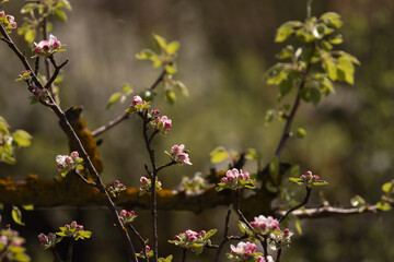Branches filled with delicate pink and white blossoms in a spring garden. A beautiful and vibrant scene capturing the early bloom of fruit trees in soft natural light.