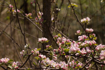 Branches filled with delicate pink and white blossoms in a spring garden. A beautiful and vibrant scene capturing the early bloom of fruit trees in soft natural light.
