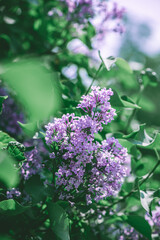Obraz premium Beautiful purple lilac blooms in spring, spring, flowering