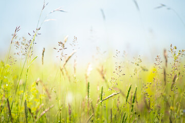 Wild green grass in the mountains at sunny day. Beautiful summer nature background