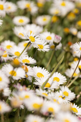 Close-up of a vibrant spring meadow filled with blooming daisies and dandelions, bathed in warm sunlight. A natural floral carpet symbolizing freshness and the arrival of spring.
