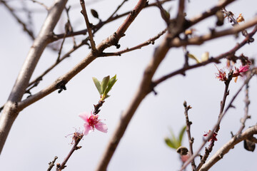 Delicate pink blossoms and young green leaves emerge on bare tree branches against a soft sky, capturing the quiet beginning of spring and the subtle beauty of seasonal change.