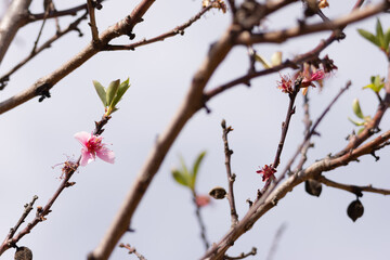 Delicate pink blossoms and young green leaves emerge on bare tree branches against a soft sky, capturing the quiet beginning of spring and the subtle beauty of seasonal change.