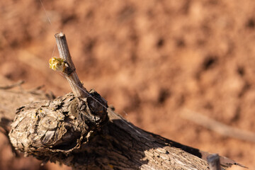 Early spring vineyard with pruned grapevines beginning to sprout new buds, set against a backdrop of soft mountains and cloudy sky. A scene of renewal in rural agriculture.