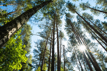 Fototapeta premium Sun Shining Through Trees of Green Forest