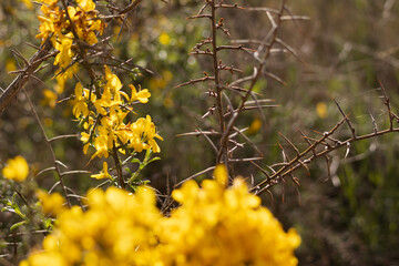 Close-up of bright yellow wildflowers blooming near a dry, thorny branch in a sunlit field. A vivid contrast between beauty and harshness in a natural spring setting.