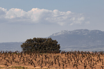Early spring vineyard with pruned grapevines beginning to sprout new buds, set against a backdrop of soft mountains and cloudy sky. A scene of renewal in rural agriculture.