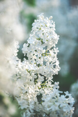 Beautiful white lilac bush blooms in spring, spring, flowering
