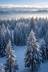 Obraz premium snowy trees in a forest with a mountain in the background