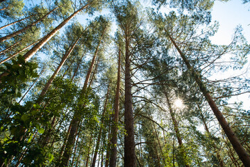 Sun Shining Through Trees of Green Forest