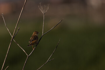 Close-up of a small brown bird –Cisticola juncidis, perched on a dry twig, set against a smooth green background. The bird's fine feathers and attentive gaze create a peaceful portrait.