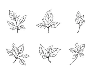 Simple Clean Line Drawing of Comfrey Leaf Illustration