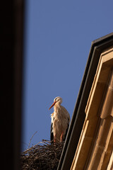 Stork standing in a nest atop a historic building roof, lit by warm sunlight under a clear blue sky. A striking blend of wildlife and architecture.