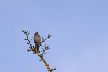 Close-up of a small gray bird perched on a budding tree branch against a soft blue sky. A serene springtime moment highlighting nature’s quiet beauty and seasonal renewal.