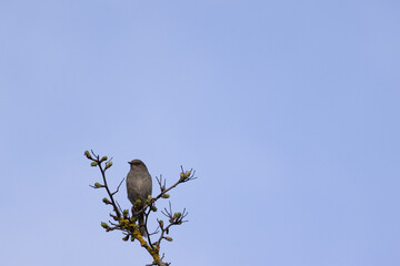Close-up of a small gray bird perched on a budding tree branch against a soft blue sky. A serene springtime moment highlighting nature’s quiet beauty and seasonal renewal.