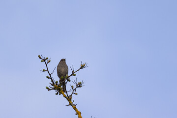 Close-up of a small gray bird perched on a budding tree branch against a soft blue sky. A serene springtime moment highlighting nature’s quiet beauty and seasonal renewal.