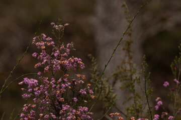 Close-up of delicate pink wildflowers blooming in a natural meadow, with a soft-focus background. A peaceful and romantic image of spring flora in gentle light.