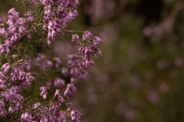Close-up of delicate pink wildflowers blooming in a natural meadow, with a soft-focus background. A peaceful and romantic image of spring flora in gentle light.