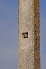 Small bird peeking out of a hole in a concrete pole, using the man-made structure as a nesting site. A unique example of wildlife adapting to urban environments.