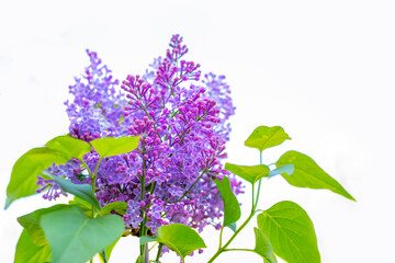 Lilac fresh fragrant flowers on a lilac branch in spring on a white background, soft focus