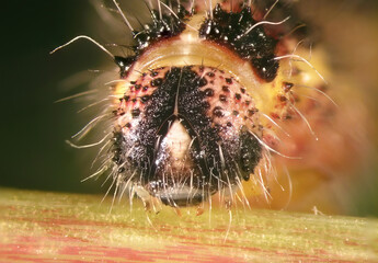 Larva (caterpillar) of Cabbage butterfly, Pieris brassicae (Lepidoptera: Pieridae), also called large white, cabbage white, cabbage moth or large cabbage white