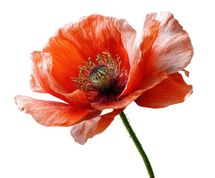 Vibrant red poppy flower against a clean background for design on a transparent background, cut out