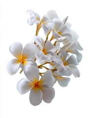 Elegant frangipani blossom arrangement on white background capturing the delicate beauty and tropical essence with soft lighting and a serene atmosphere