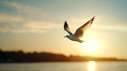 Naklejka premium Seagull In Flight At Sunset