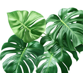 Lush green monstera leaves display natural botanical isolated on transparent background