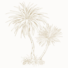Fototapeta premium Yucca Palm Tree in Line Art Style. Minimalist botanical vector perfect for prints, branding, packaging, and modern design projects.