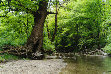 Green forest with river. Water stream in deep tree area.