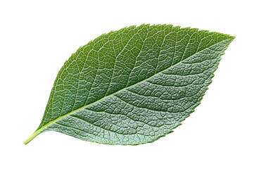 Obraz premium Nature green leaf botanical isolated on transparent background