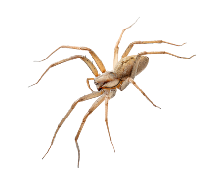 Brown spider crawling on a surface with long legs and detailed body on a transparent background, cut out