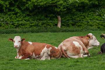 Fr&uuml;hling im M&uuml;nsterland