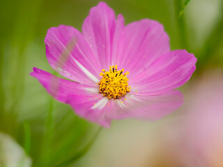 Obraz premium 秋の公園や花壇を彩るコスモスのある風景。繊細で美しいシベの様子。自然風景素材。