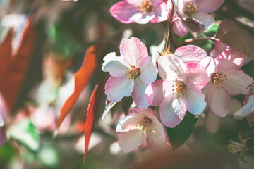Fresh beautiful pink flowers of the apple tree blooming in the spring