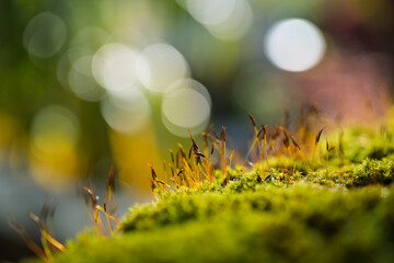 Plante croissant sur les pierres. Des lichens.