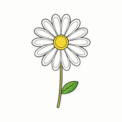 camomile on white background