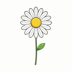 camomile on white background