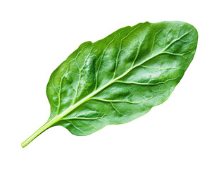 Fresh spinach leaf harvest kitchen food natural light isolated on transparent background