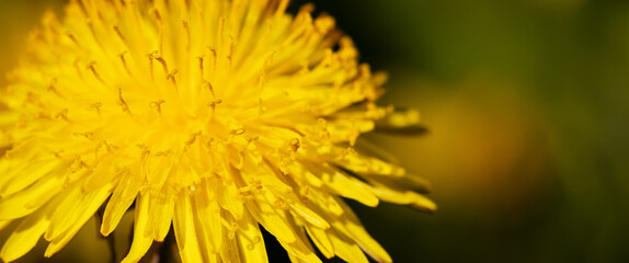 Blooming dandelion, healthy edible flower concept. Spring, summer nature banner or background.