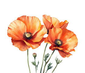 Vibrant poppy flowers botanical isolated on transparent background