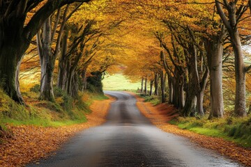 Golden autumn trees forming natural tunnel